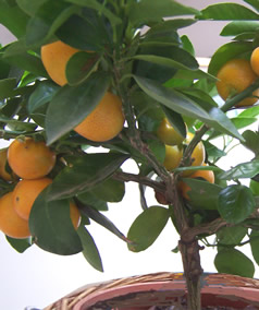 Click here to see our selection of small citrus trees for presents