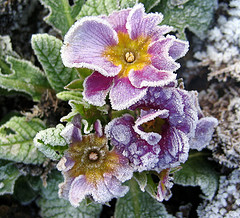 frosty primula