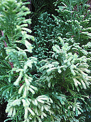 conifer